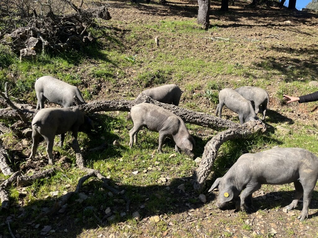 hamexcursie bij Eiriz