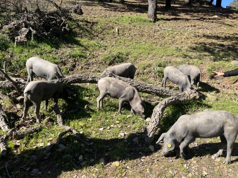 hamexcursie bij Eiriz